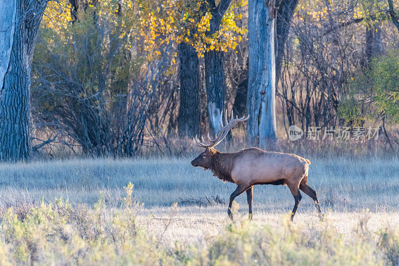 查尔斯·M·罗素野生动物保护区的麋鹿聚集在一起发情