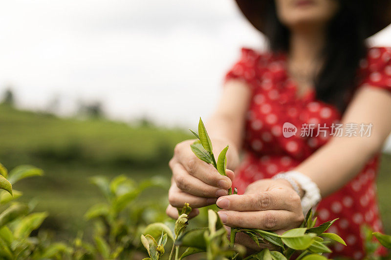 近距离看亚洲妇女的手拿着茶叶，她在种植园里采摘。