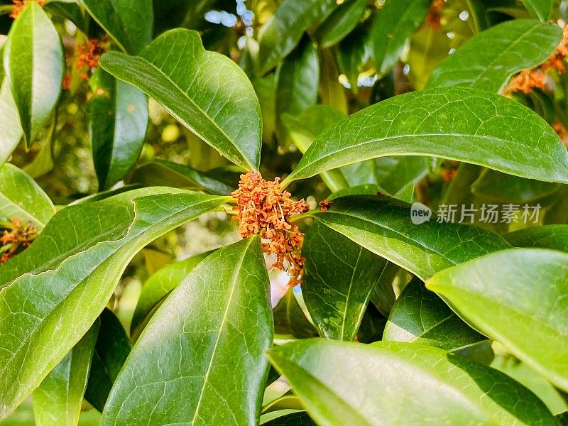 美丽的桂花在江苏，中国