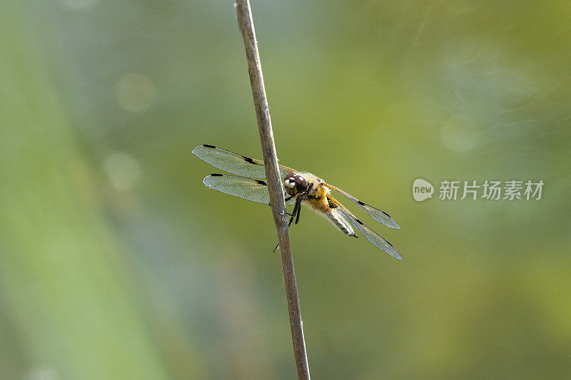 龙蝇(齿状)，四角蜻蜓