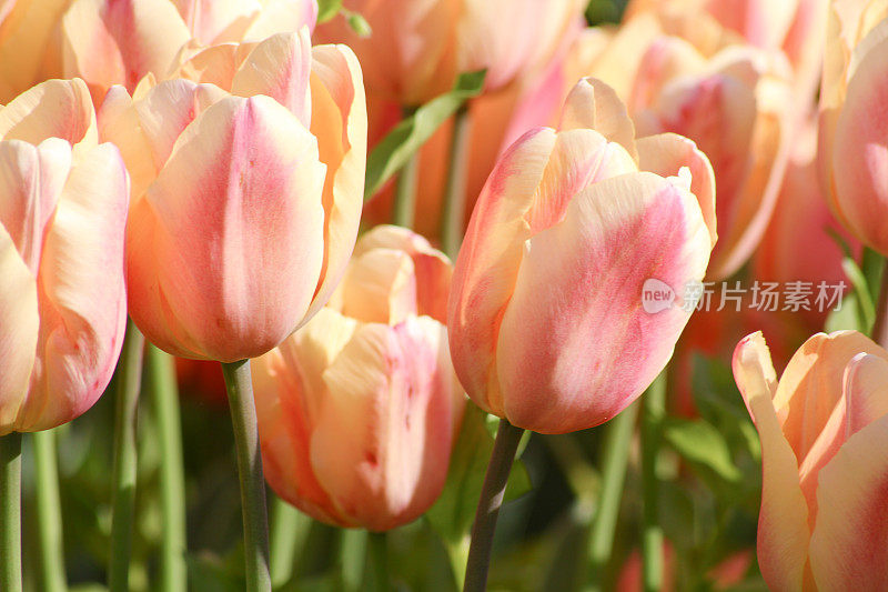 哥兹特佩公园的粉红白色郁金香
