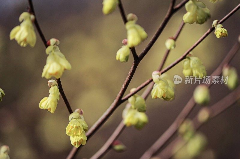 春天的花朵