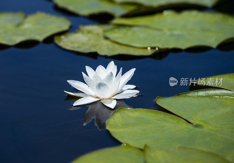 近距离开放的白色睡莲花在池塘在日落