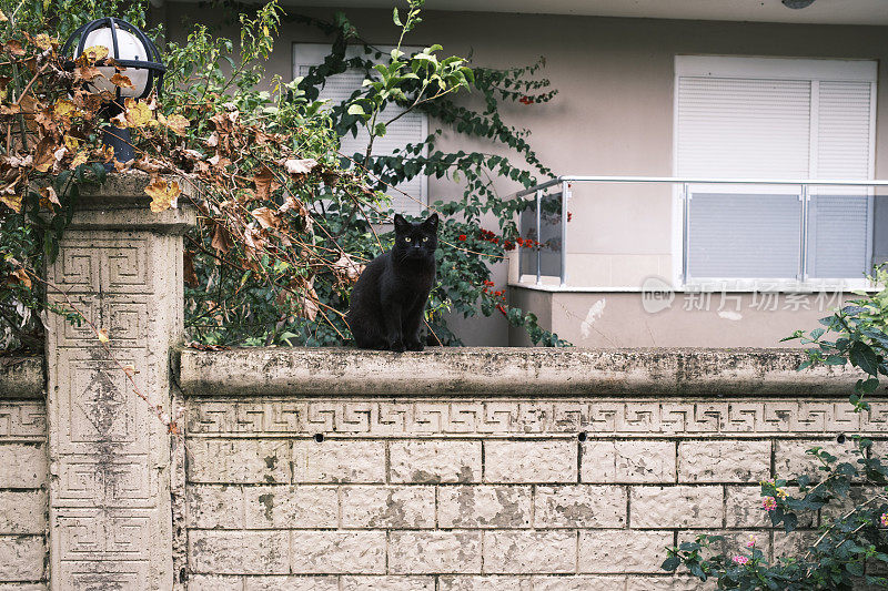 只流浪猫