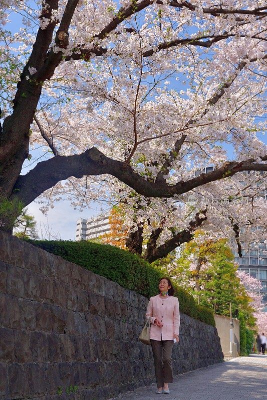 日本妇女走在樱花下沿着东京中心主干道