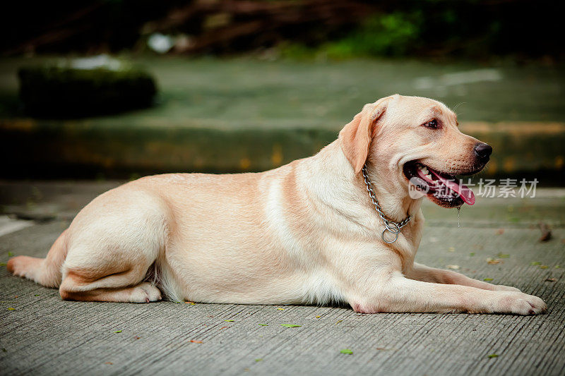 狗:黄色拉布拉多寻回犬