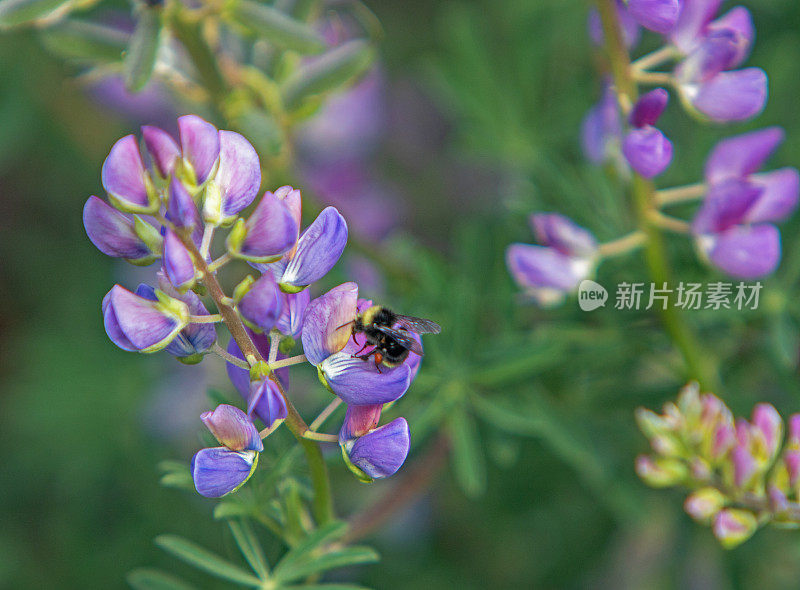 黄色面临大黄蜂