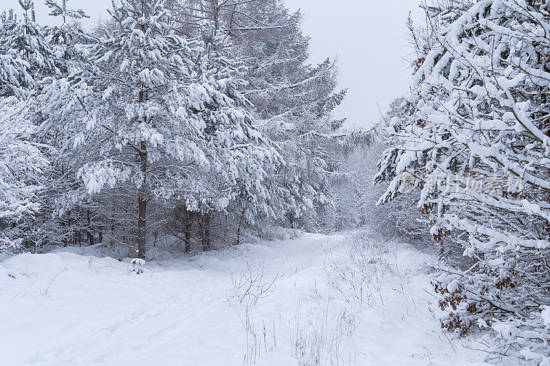 冬天的场景――一条被白雪覆盖的森林包围的乡村道路。