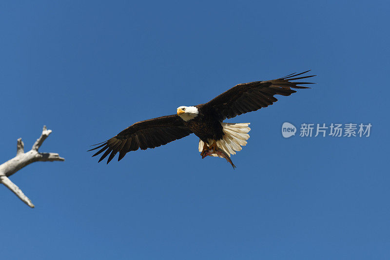 白头海雕