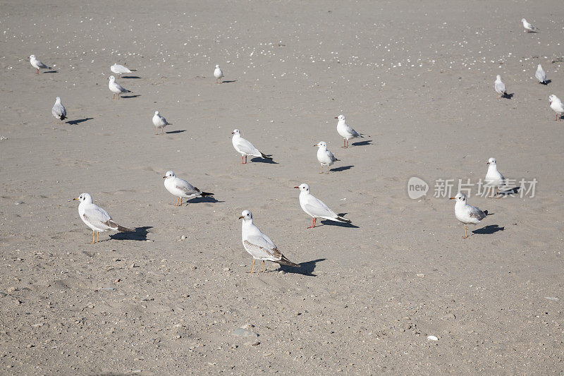 一群海鸥栖息在沙滩上