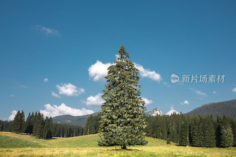 高山草甸