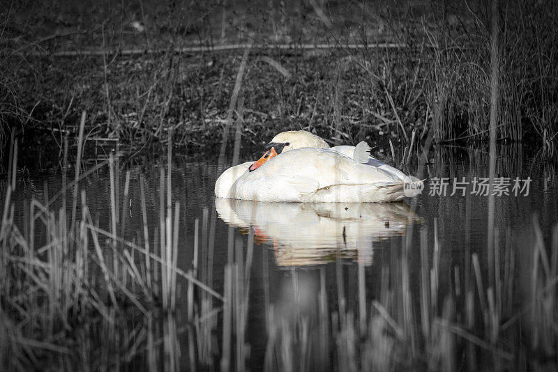 湖面上沉默的天鹅