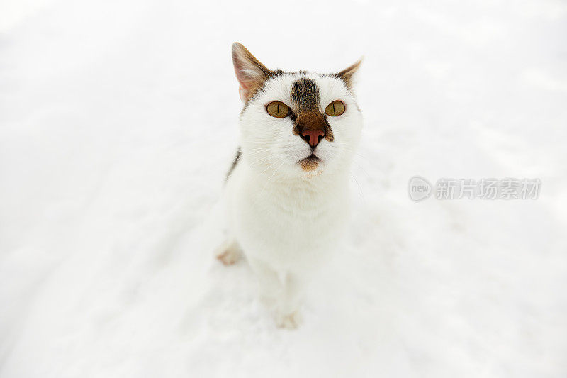 雪地里有只带着黑点的白猫，