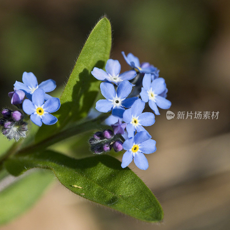 不要忘记我(森林肌)在花在四月下旬的花园