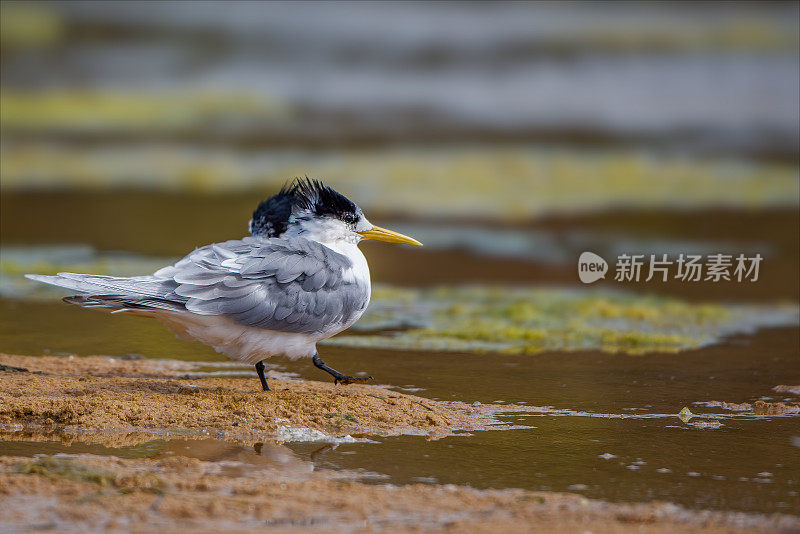 凤头燕鸥