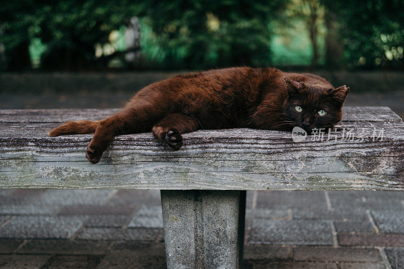 猫在板凳上