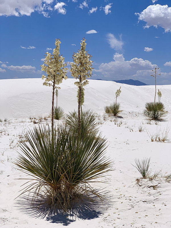 美国新墨西哥州白沙国家公园的开花丝兰植物