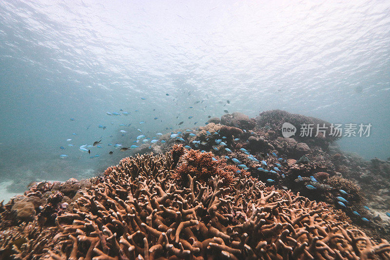 一群在澳大利亚昆士兰大堡礁珊瑚上游泳的铬