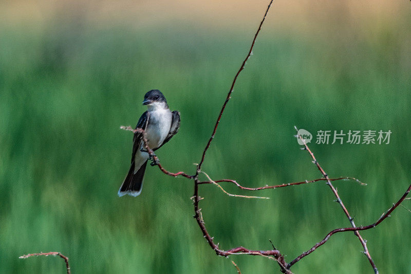 燕子栖息在一根小树枝上