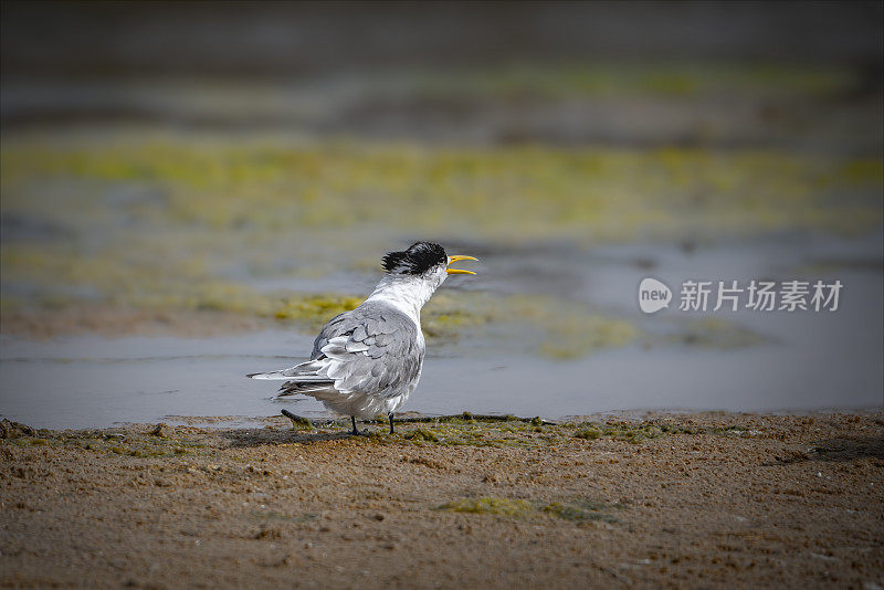 凤头燕鸥