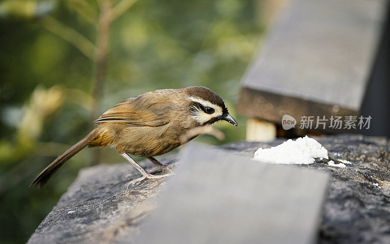 在成都一个阳光明媚的日子里，拍摄一只觅食的鸟