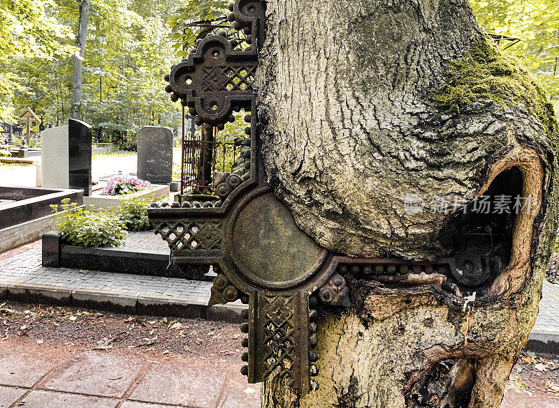 古老的墓地。这棵树从废弃的墓地上吞下一个破碎的金属墓十字。人生赢了