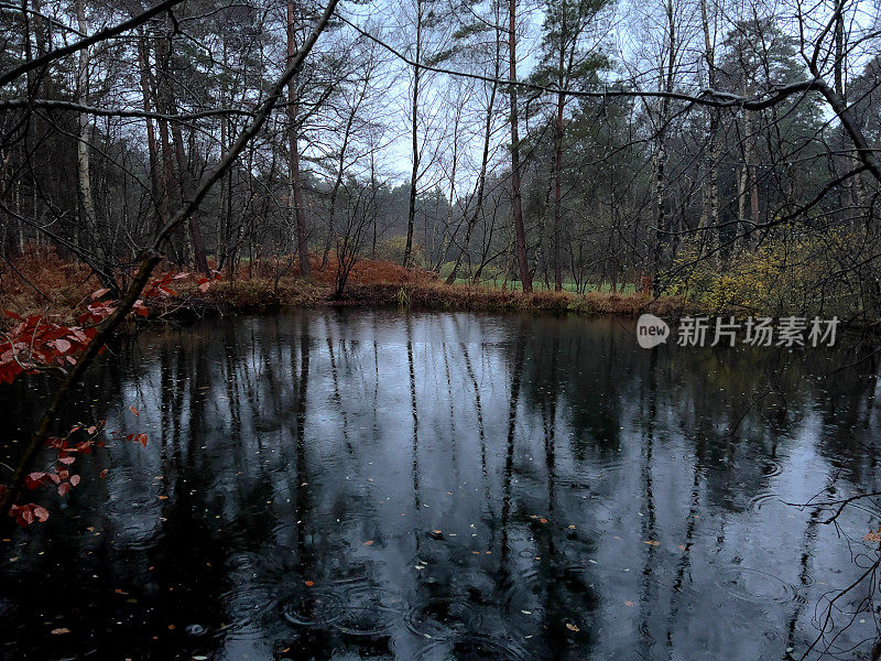 在潮湿的天气里，冬天傍晚森林中央的一个小湖。