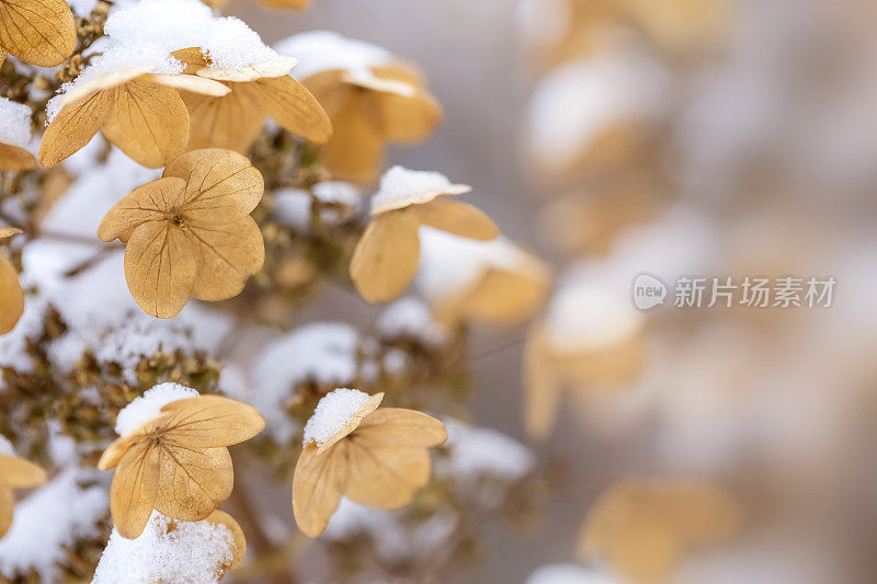 花下的雪