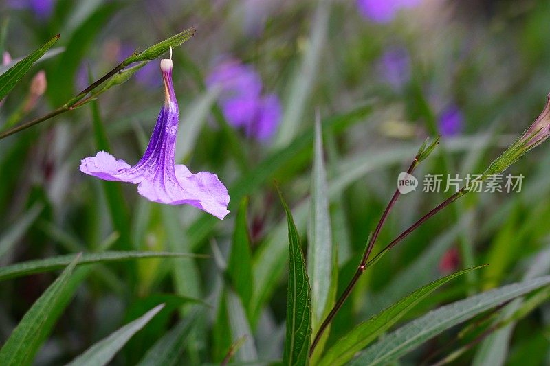 布里顿野生矮牵牛花植物美丽的紫色花瓣