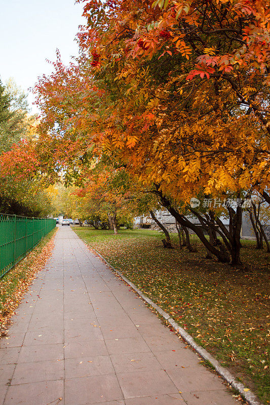 城市公园金秋时节，季节性景观，美丽自然，浪漫漫步。树巷在秋天的背景