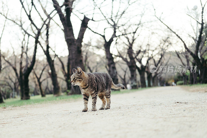 猫在路边的树上走