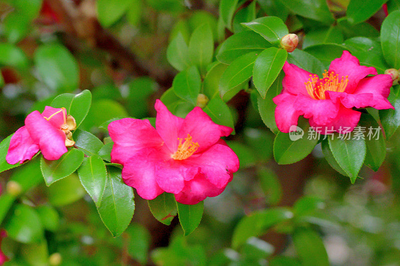 山茶花(重瓣)