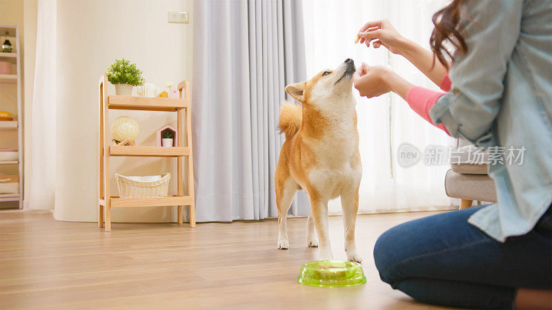 喂狗食的女人