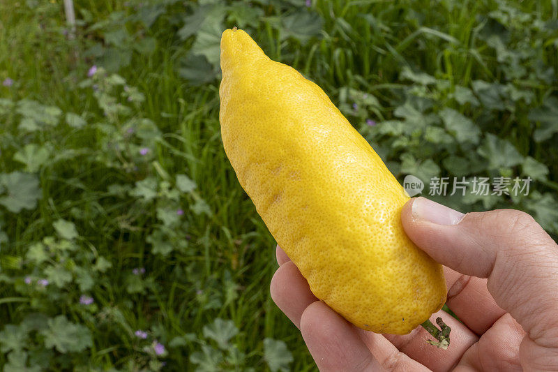 手握着草上变异的长形柠檬