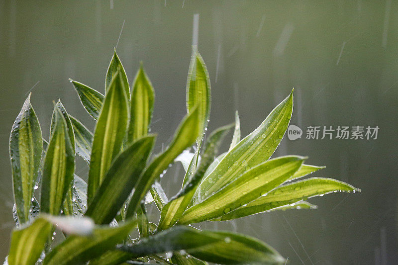 雨，雨，走开