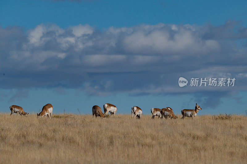 新墨西哥Union堡附近山脊上的羚羊(叉角羚)看着相机