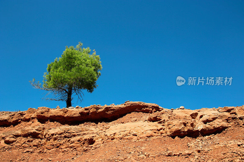 在贫瘠的土地上，一棵孤零零的树，天空湛蓝