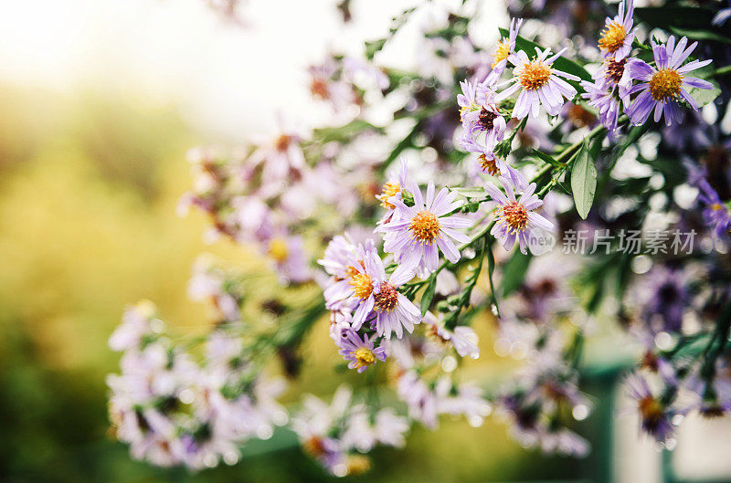 春花特写照片。