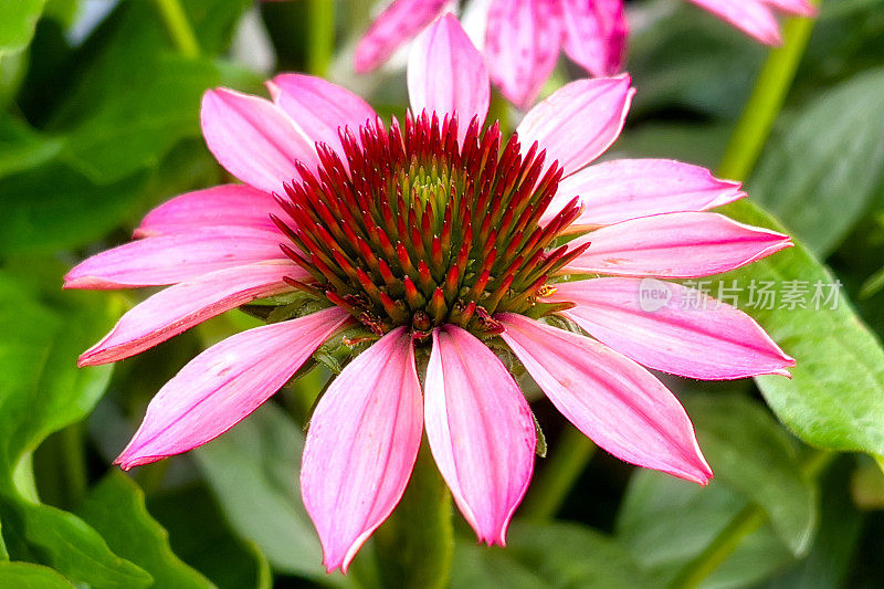 花园里的粉红花