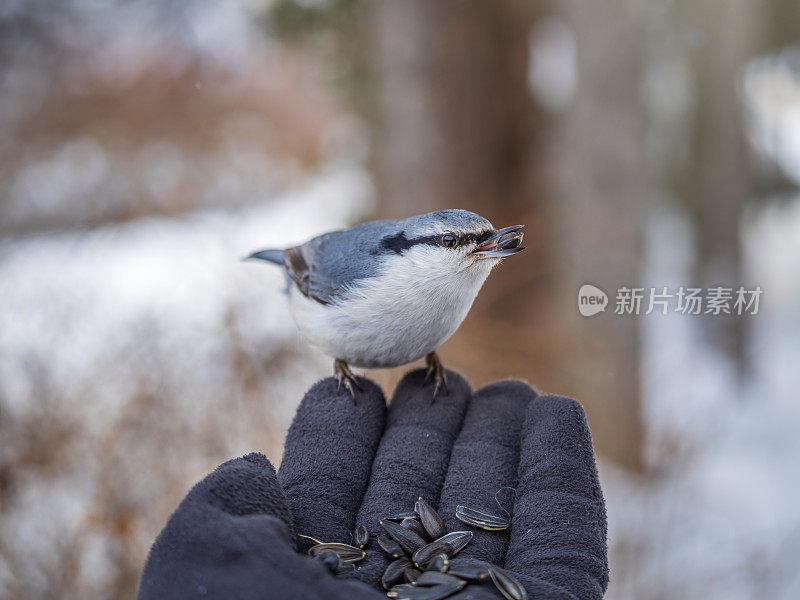 欧亚五分鸟吃人手上的种子。冬天或秋天，饥饿的鸟用手吃种子