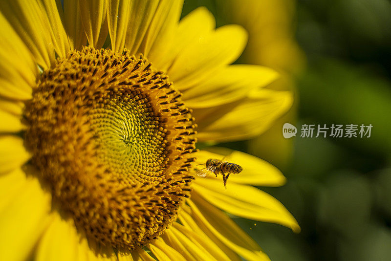 蜜蜂采集向日葵花蜜的特写镜头。向日葵生产蜂蜜。