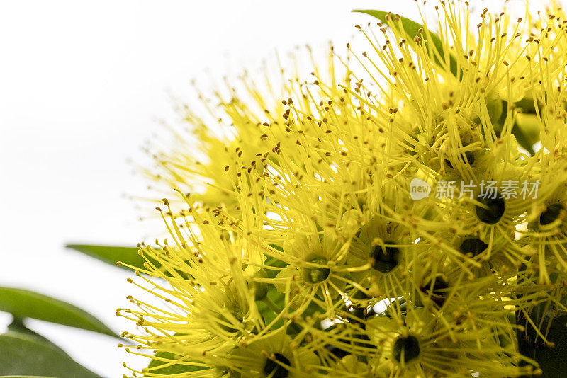 特写美丽的本土黄花，复制空间的背景