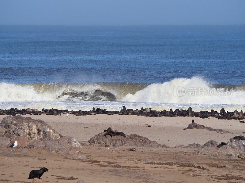 大浪和一大群帽毛海豹