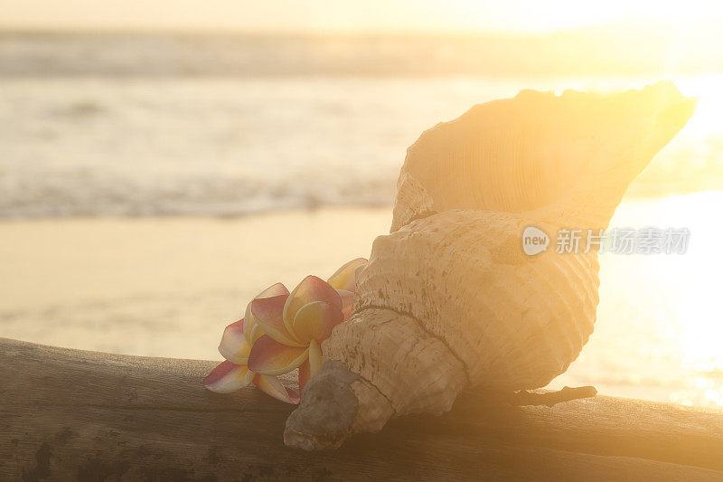 戏剧性的日出或日落，一个彩色的贝壳和花朵的特写，在太平洋背面的海滩上。