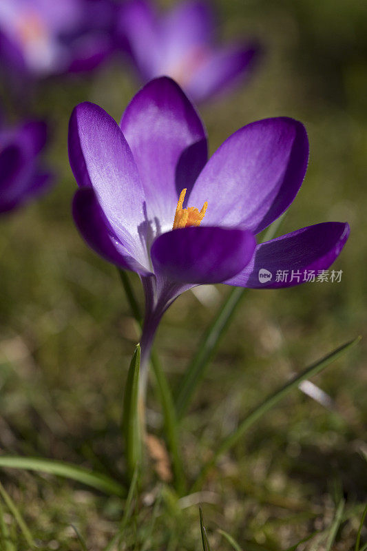 在春天盛开的藏红花，曼联