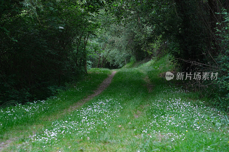 夏天的乡间小路