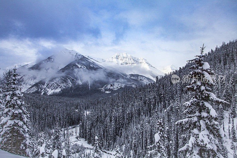 雄伟的冬季场景的雪覆盖松树与云覆盖的山的背景
