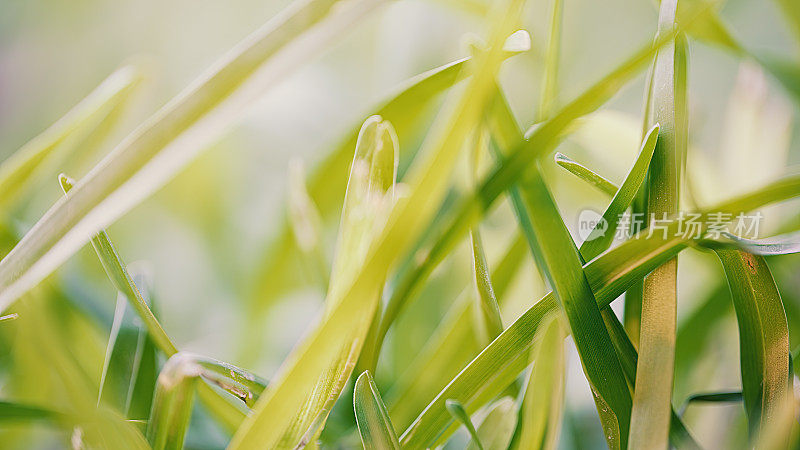 绿草