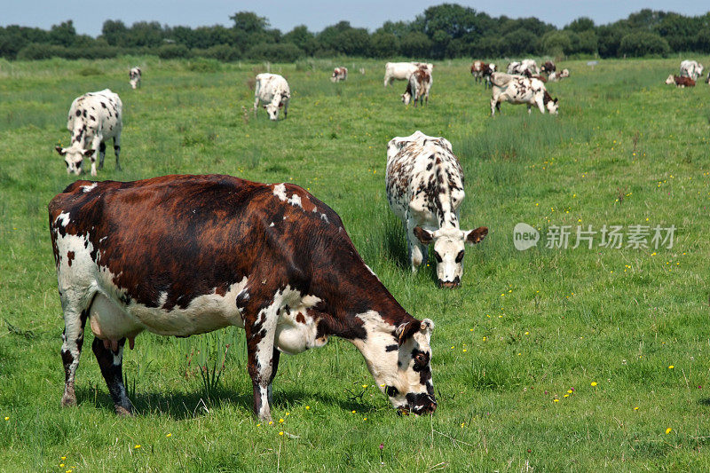一幅牛在吃草的画面