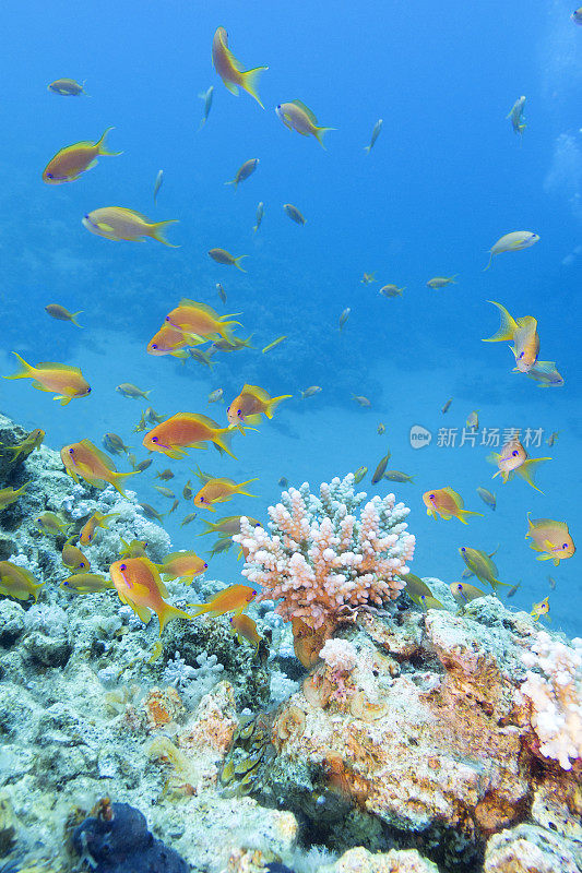 热带海洋的珊瑚礁，有鱼群和花